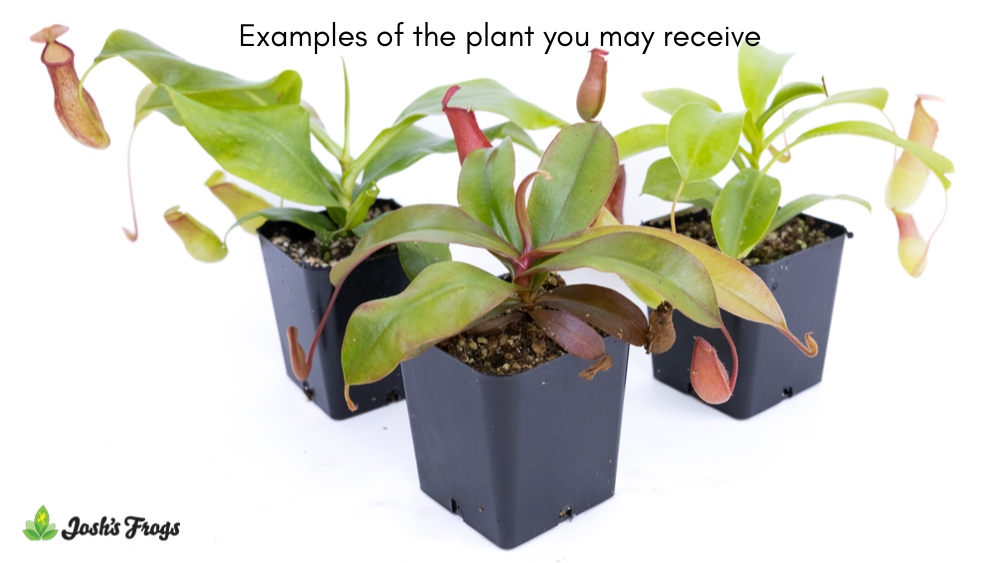 Nepenthes spp. | Pitcher Plant - Grower's Choice