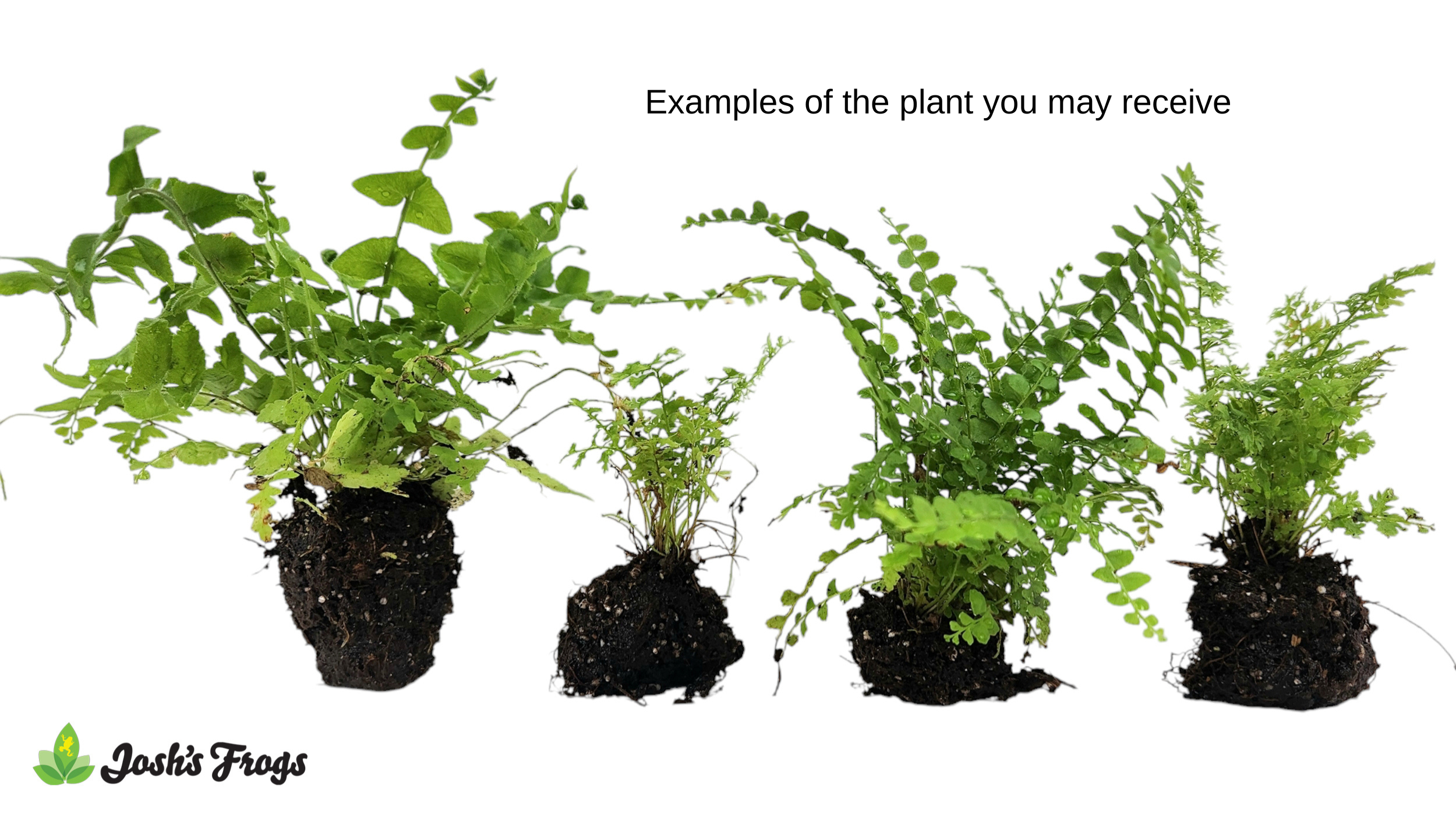 Nephrolepis spp. - Grower's Choice (Rooted Plug)