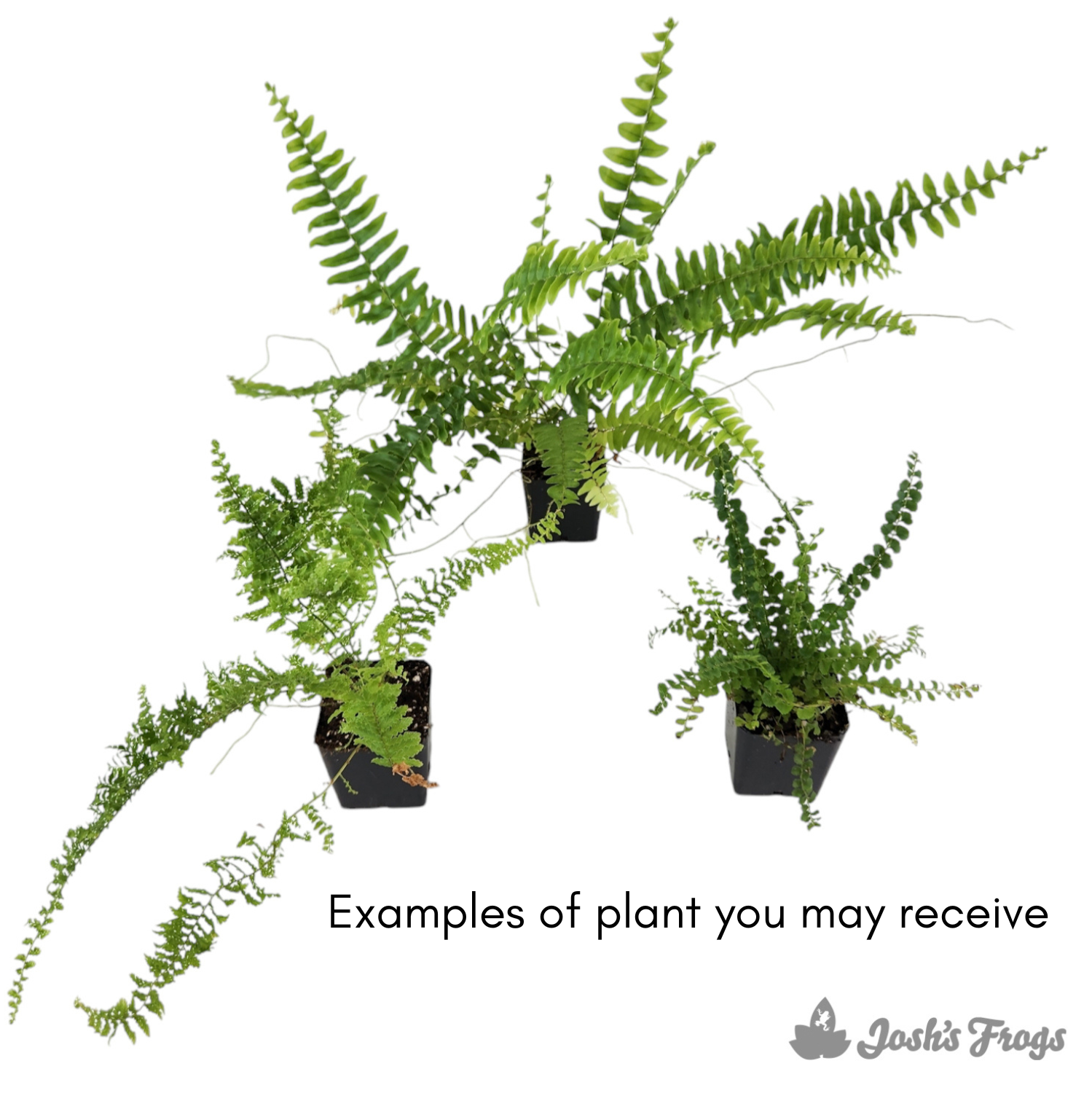 Nephrolepis spp. - Grower's choice