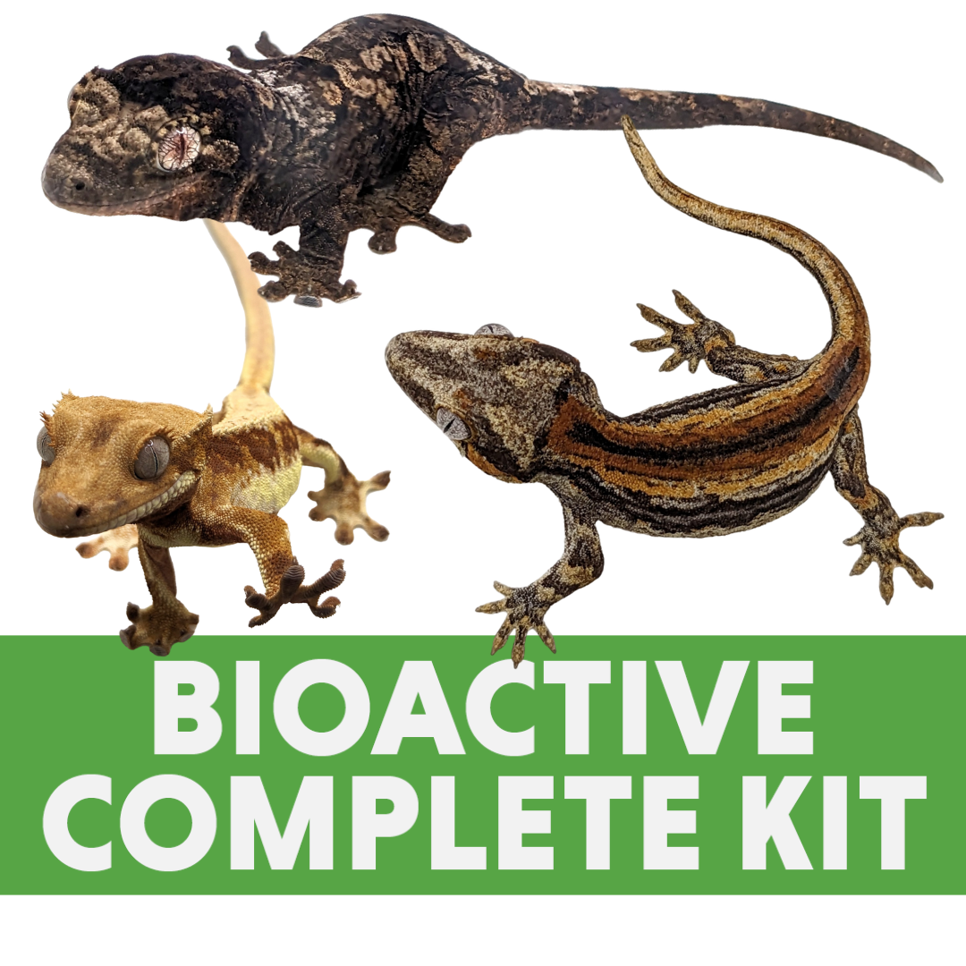 Complete Bioactive Habitat Kit for Crested, Chahoua OR Gargoyle Geckos (18x18x24)