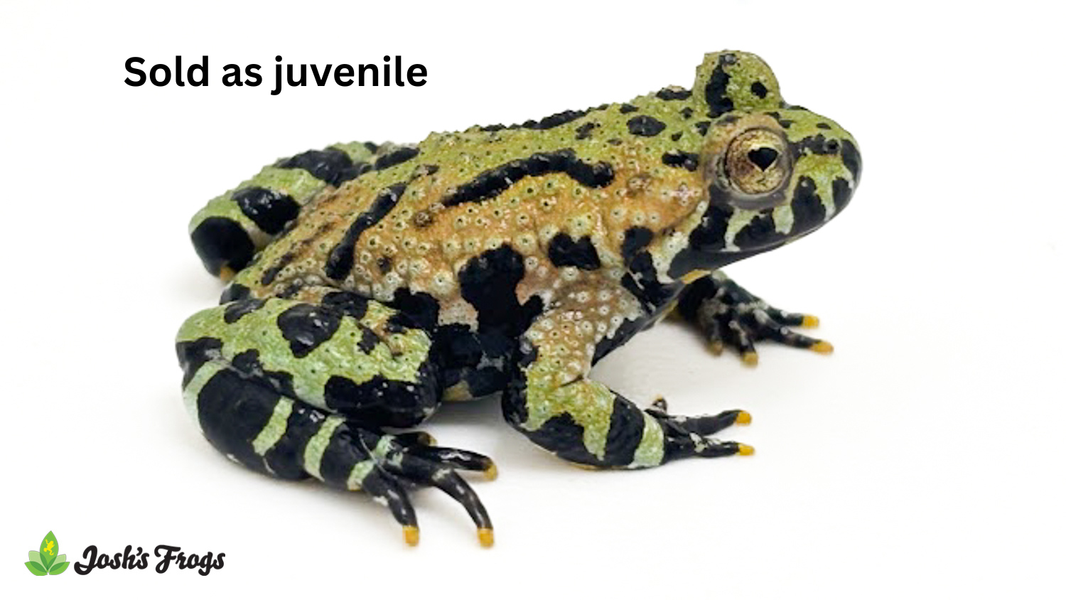 Oriental Fire-Bellied Toad - Bombina orientalis (Captive Bred)