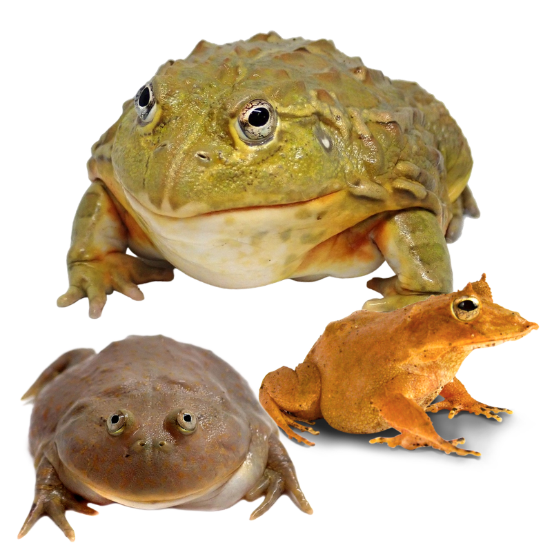 Other Frogs