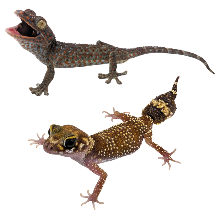Other Geckos