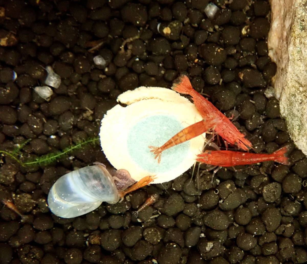 cherry shrimp and a ramshorn snail eating