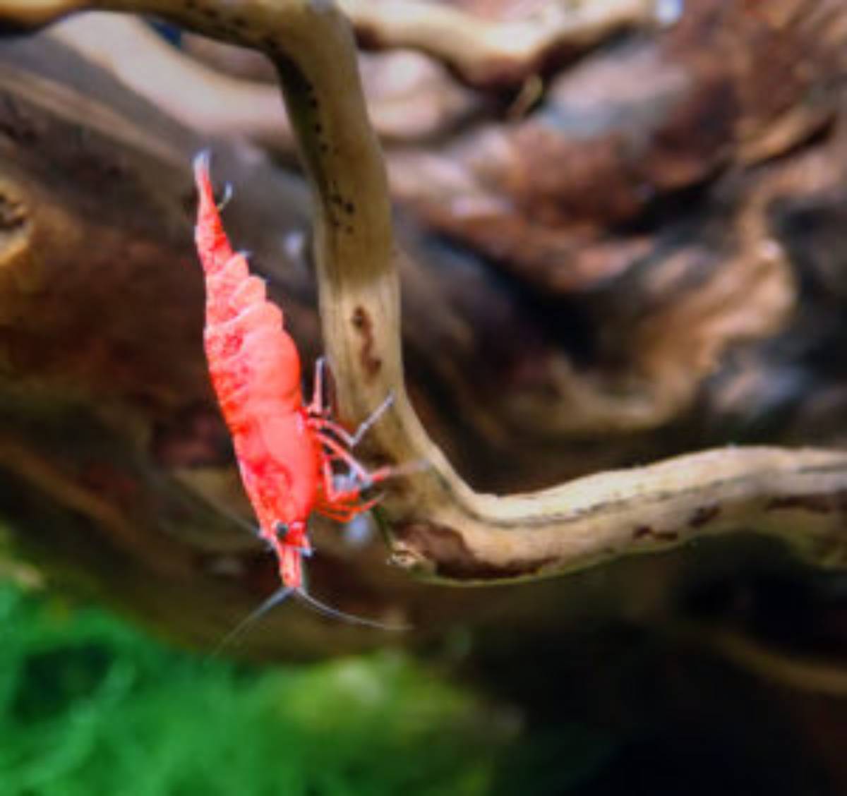 cherry shrimp