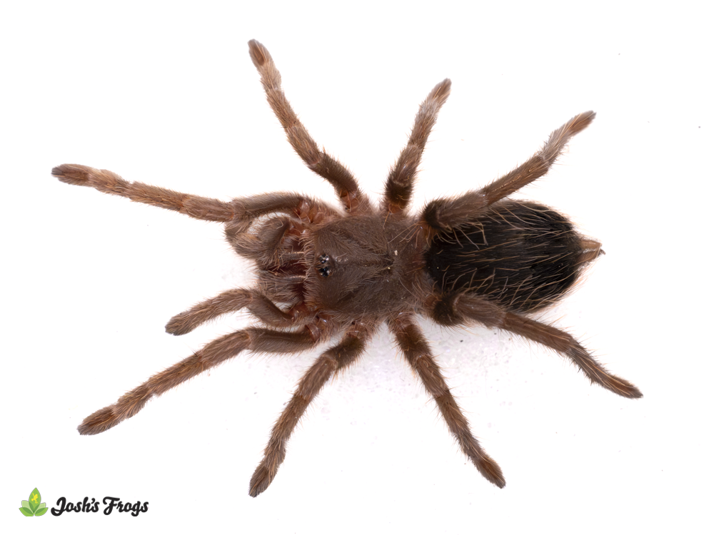 PInk Zebra Beauty Tarantula - Eupalaestrus campestratus | 1 inch (Captive Bred)