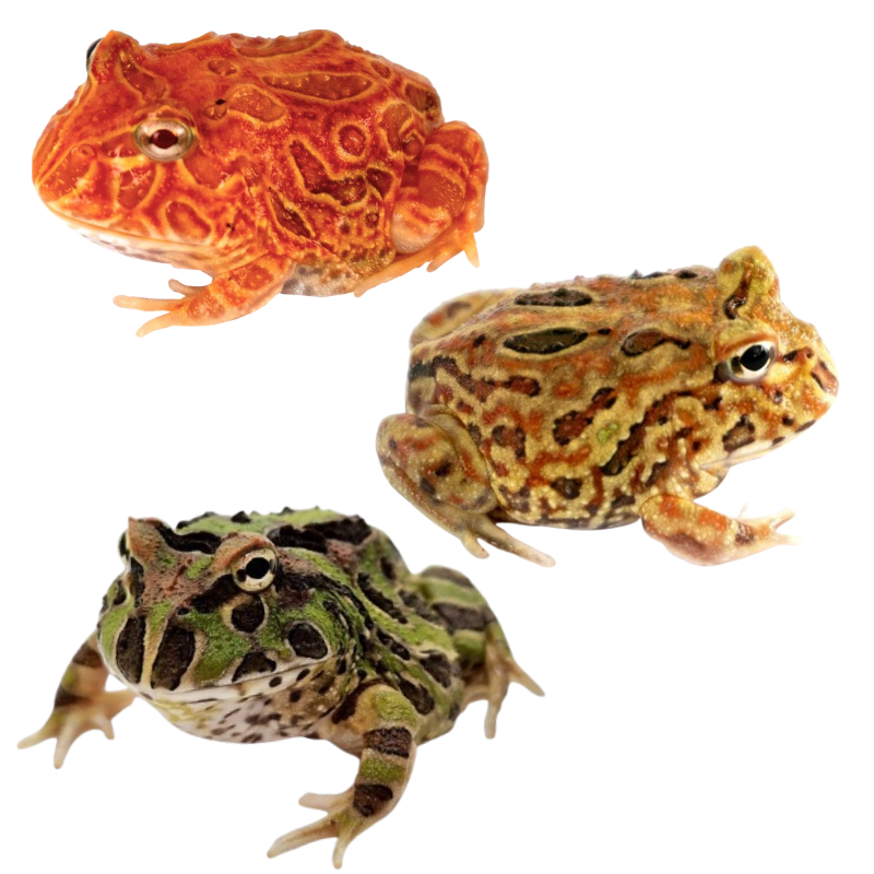Pac-Man Frogs