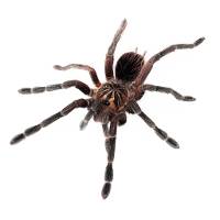 Duran Giant Birdeater Tarantula - Pamphobeteus sp. ‘Duran’ | 2 inch (Captive Bred)