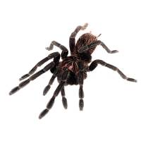 Ecuadorian Golden Flame Tarantula - Pamphobeteus sp. 'South Ecuador' | 2 inch (Captive Bred)