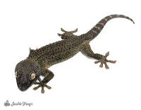Patternless Tokay Gecko - Gekko gecko (Captive Bred)