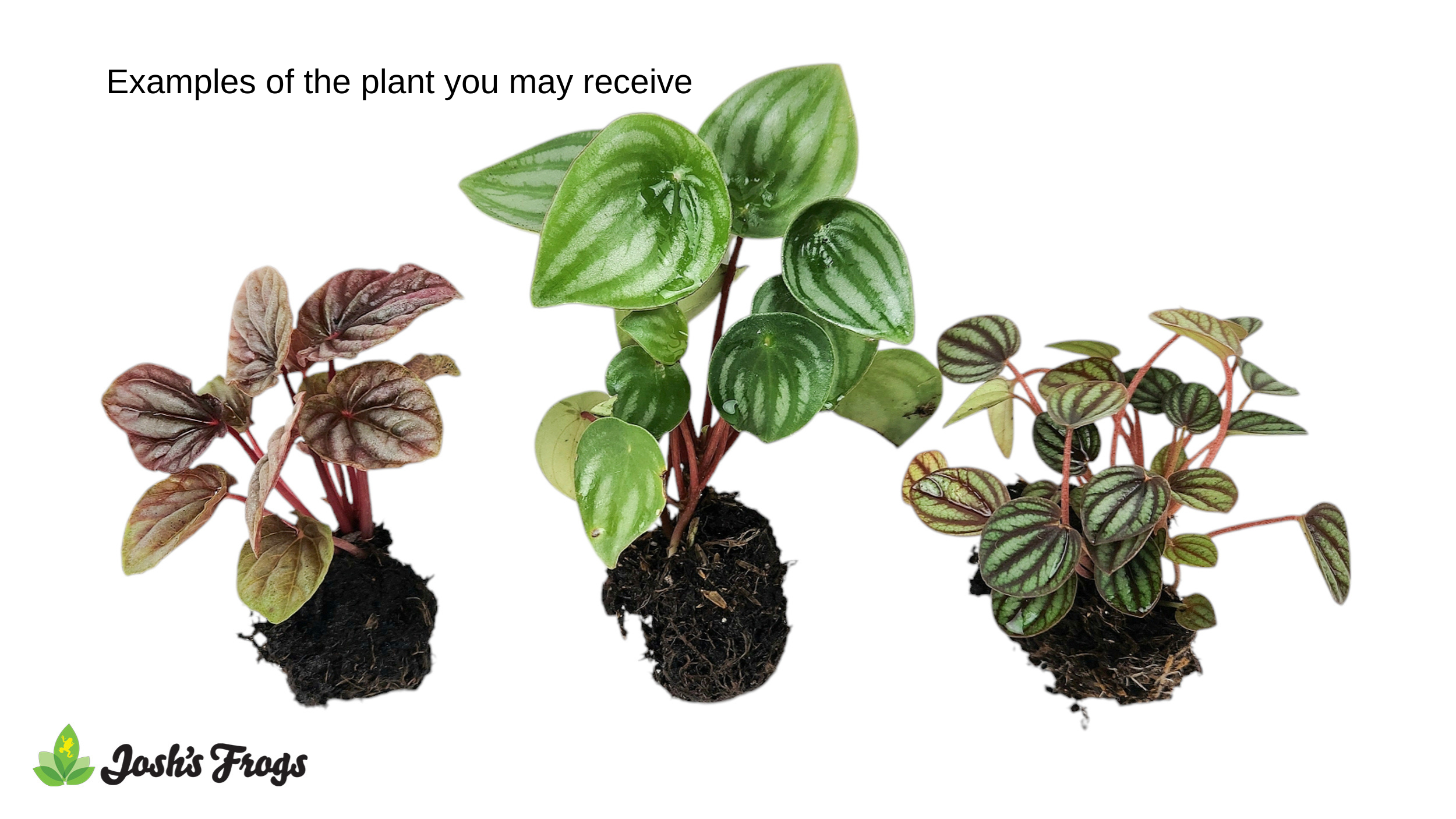 Peperomia spp. - Grower's Choice (Rooted Plug)