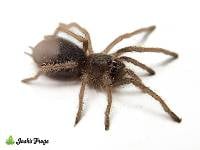 Peruvian Blonde Birdeater Tarantula - Lasiodorides polycuspulatus | 1/2 inch (Captive Bred)