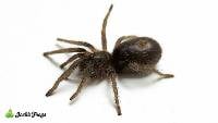 Peruvian Blue Tarantula - Homoeomma peruvianum | 1/2 inch (Captive Bred)