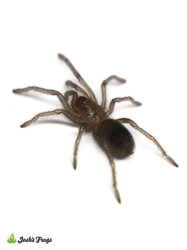 Peruvian Green Velvet Tarantula - Thrixopelma pruriens | 1/2 inch (Captive Bred)