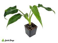 Philodendron 'Mayoi' 