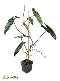 Philodendron  'Paraiso Verde' (4 inch pot)