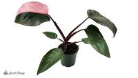 Philodendron erubescens 'Pink Princess' (4 inch pot)