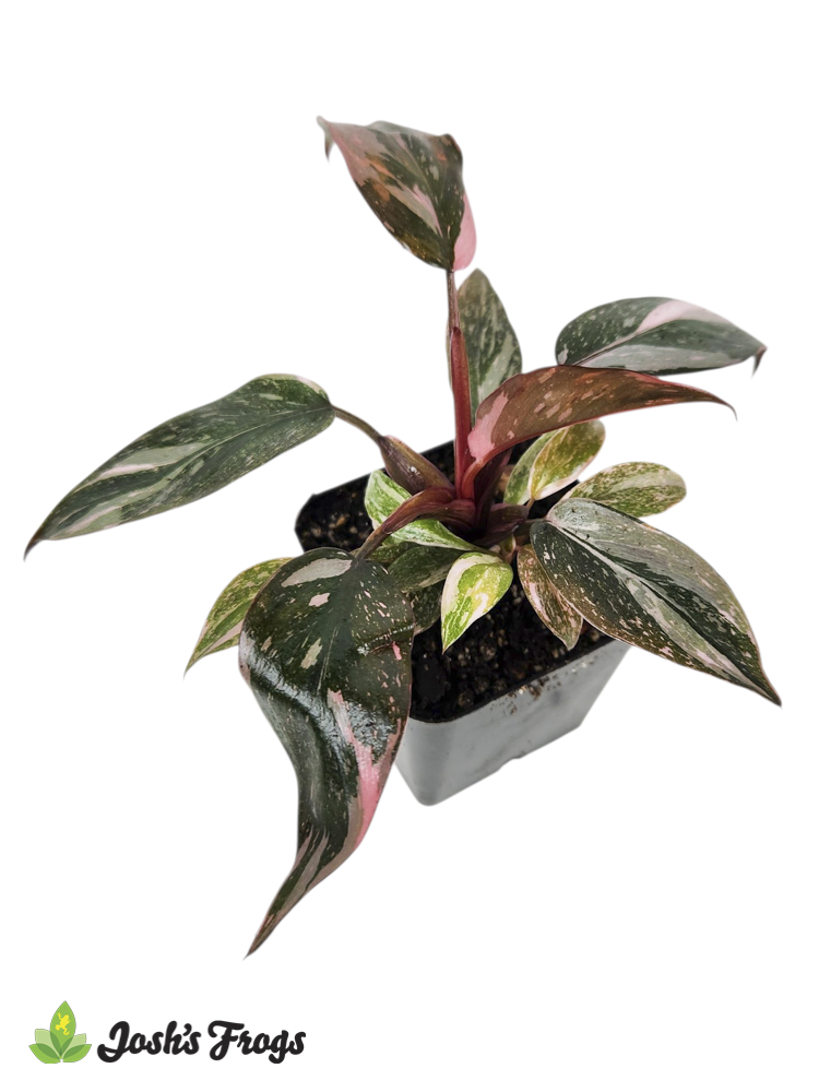 Philodendron erubescens 'Pink Princess Marble'
