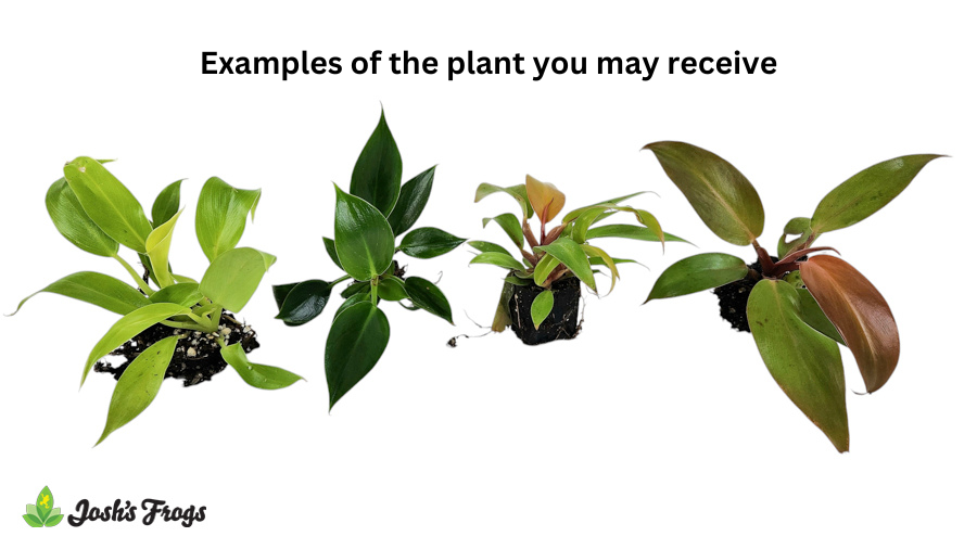 Philodendron spp. - Grower's Choice (Rooted Plug)