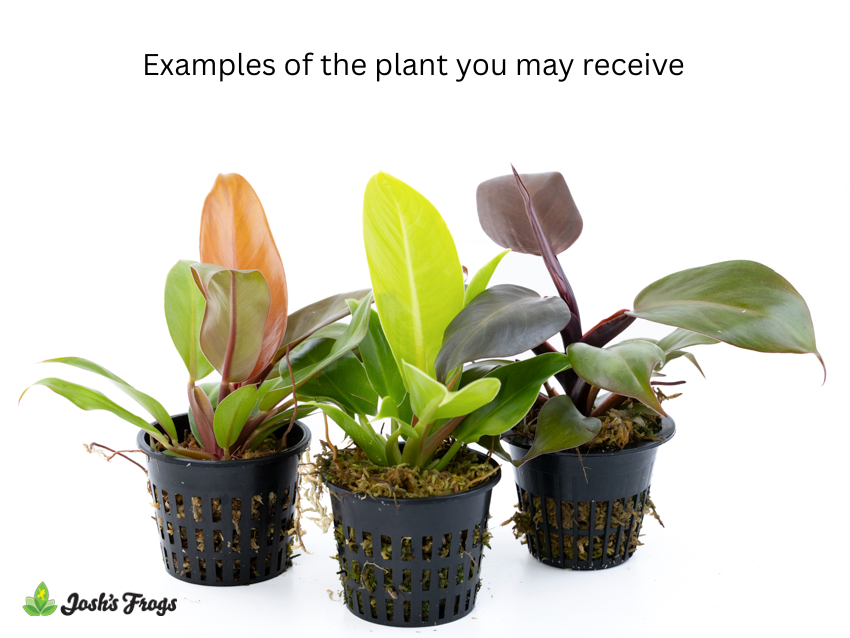 Philodendron spp. - Grower's Choice (Net Pot)