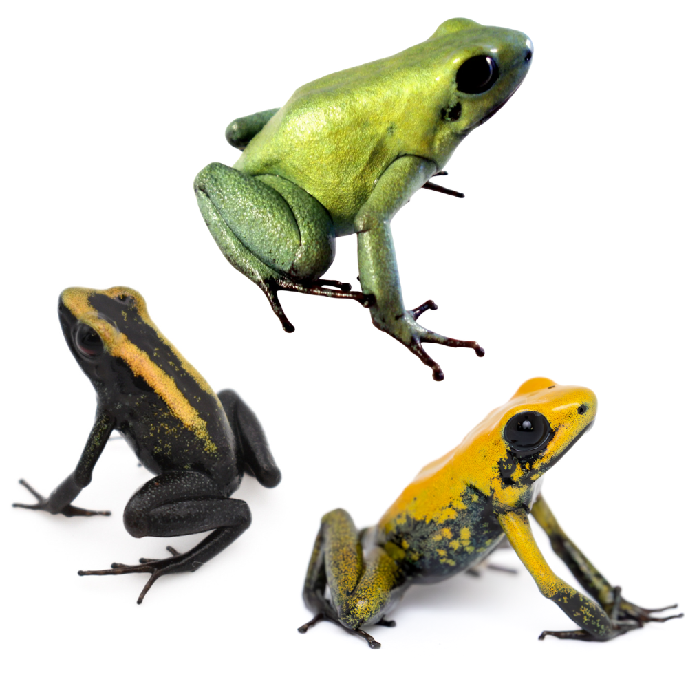 Phyllobates