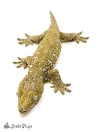 Female Pine Island Leachianus Gecko - Rhacodactylus leachianus (Captive Bred)