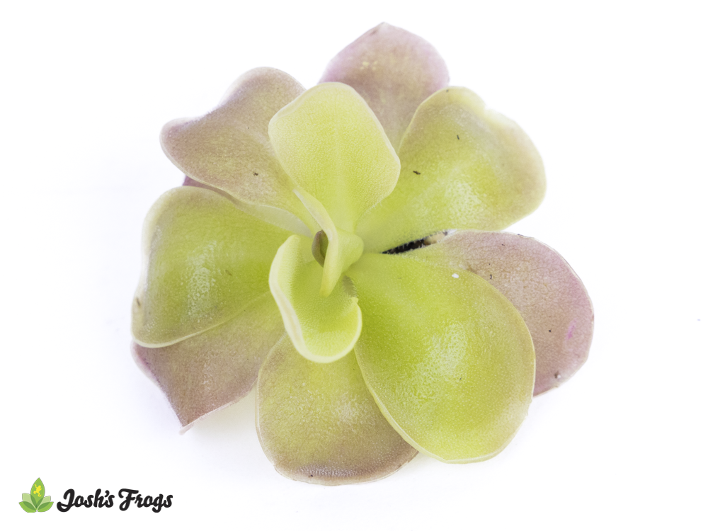 Pinguicula 'Weser' - Mexican Butterwort
