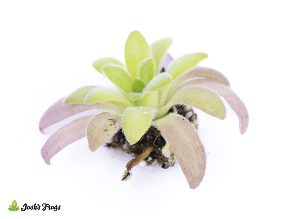 Pinguicula agnata x gypsicola 'Mexican Butterwort'