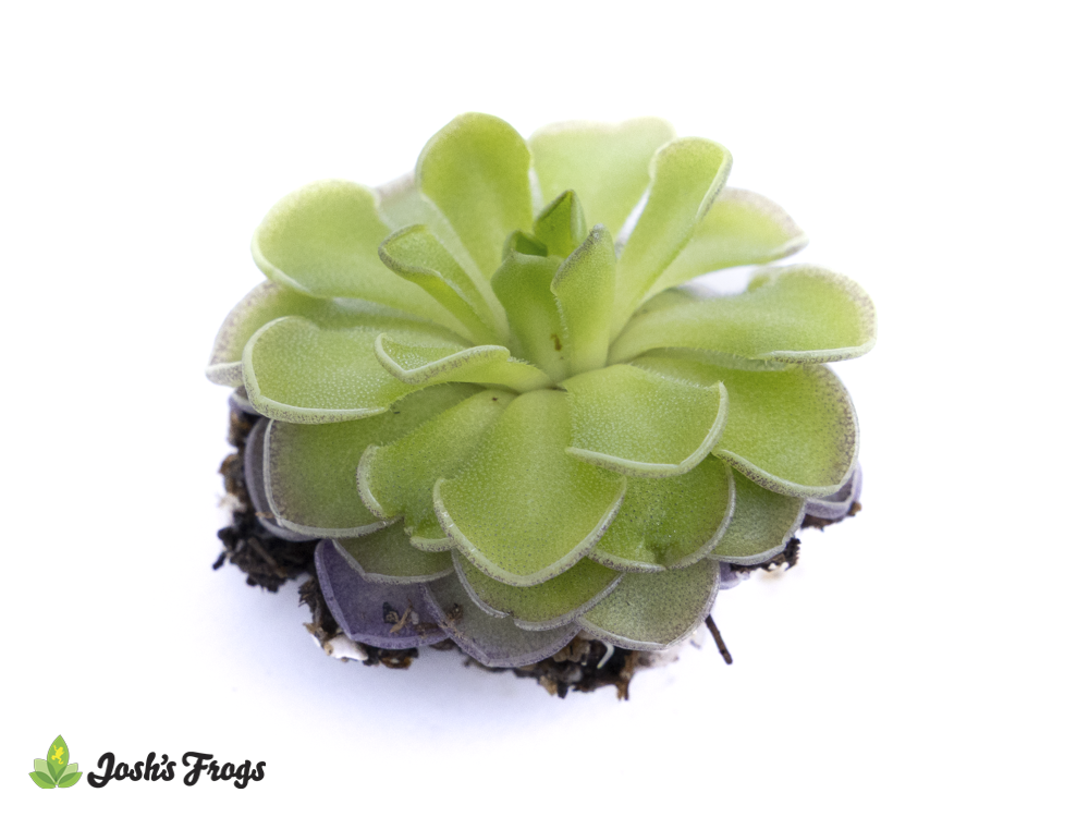 Pinguicula cyclosecta  'Cyclosecta Butterwort'