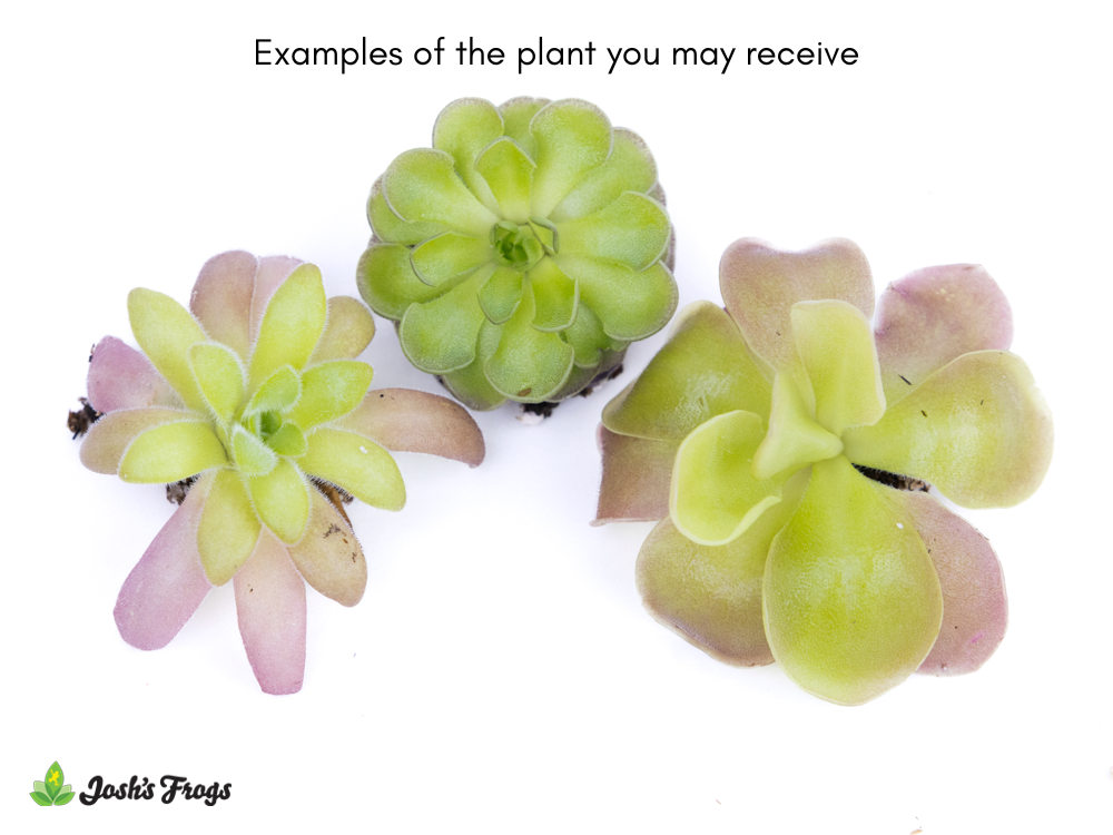 Pinguicula spp. 'Mexican Butterwort' - Grower's Choice