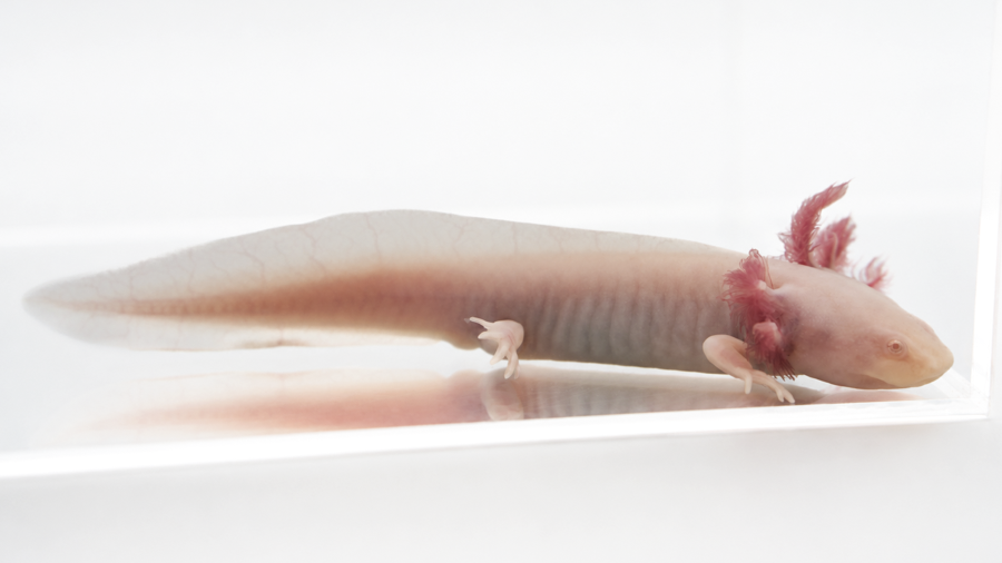 Pink Albino Axolotl - Ambystoma mexicanum | 3-5 inch (Captive Bred)