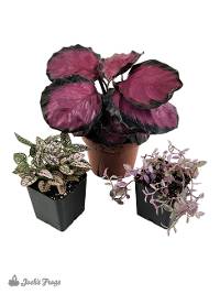 Pink Passion Vivarium Plant Kit (3 plants)