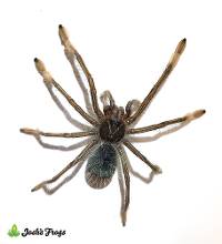 Pinkfoot Goliath Birdeater Tarantula - Theraphosa apophysis | 1 inch (Captive bred)