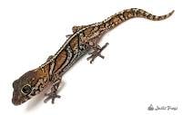 Pinstripe Pictus Gecko - Paroedura pictus (Captive bred)