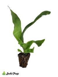 Platycerium spp. | Staghorn Fern - Grower's Choice (Rooted Plug)