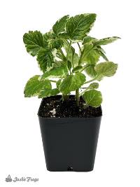 Plectranthus australis - Variegated Swedish Ivy (Mint)