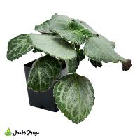 Plectranthus oertendahlii 'Emerald Lace' Swedish Ivy