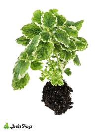 Plectranthus spp. | Swedish Ivy - Grower's Choice (Rooted Plug)