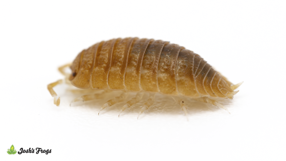 Porcellio dilatatus 'Rust' Isopods (10 count)