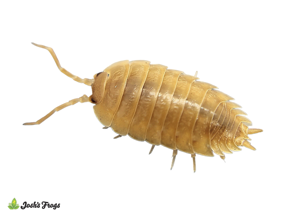 Porcellio laevis 'Orange' Isopods (10 Count)