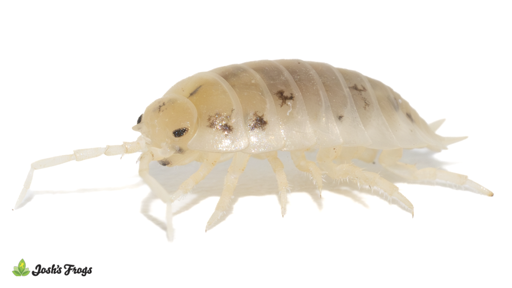 Porcellio laevis 'White' Isopods (10 count)