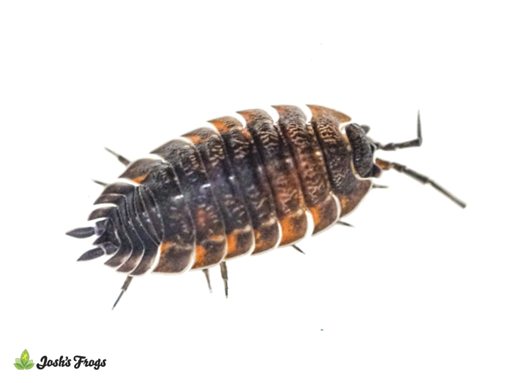 Porcellio scaber 'Lava' Isopods (10 count)