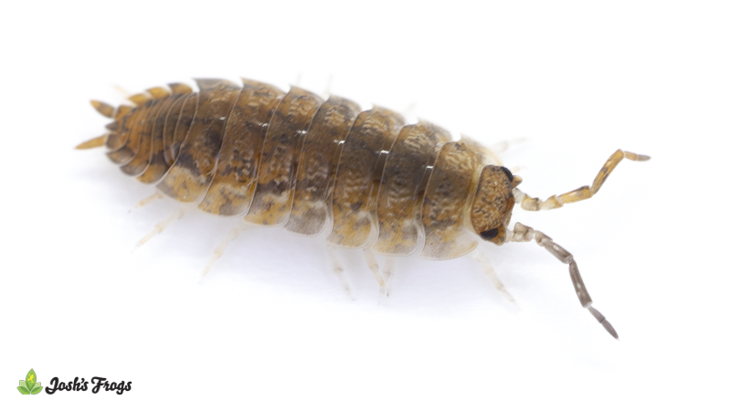 Porcellio scaber ‘Orange Splash’ Isopods (10 count)