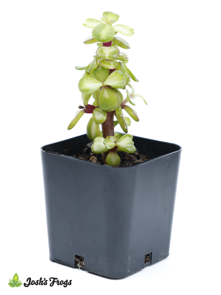 Portulacaria afra 'Medio-picta'