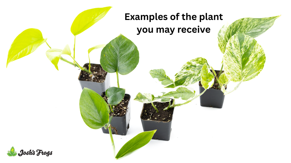 Pothos spp. - Grower's Choice