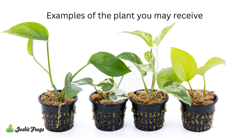 Pothos spp. - Grower's Choice (Net Pot)