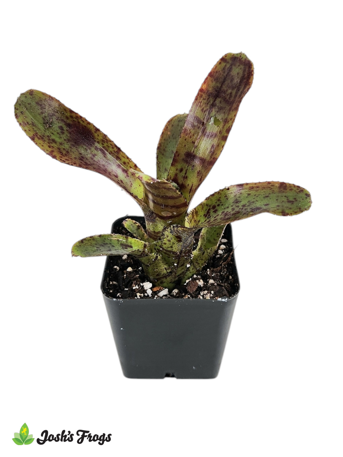 Neoregelia Bromeliad - Grower's Choice (Potted)