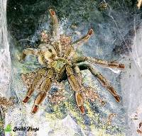 Trinidad Chevron Tarantula - Psalmopoeus cambridgei | 1/2 inch (Captive Bred)