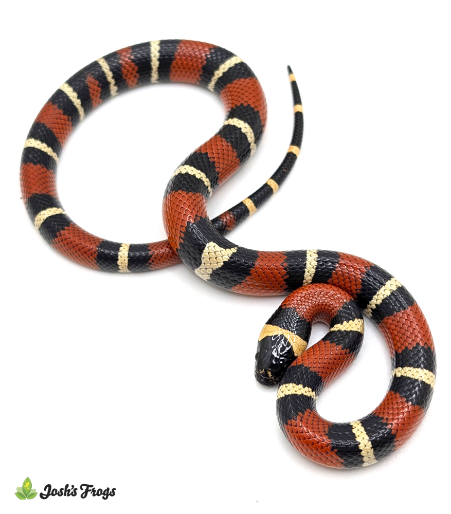 Pueblan Milk Snake - Lampropeltis triangulum campbelli (Captive Bred)