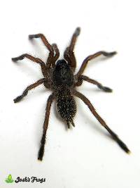 Purcell's Baboon Tarantula - Harpactira baviana | 1/2 inch (Captive Bred)